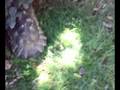 videos de sesso in giardino violento
