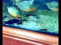 lizard vs piranha kill lizard vs piranha kill