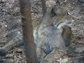 Bobcat