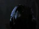 The crow