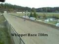 Race Dogs Sweden