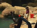 Sea Lion Show in Spanish Sea Lion Show in Spanish