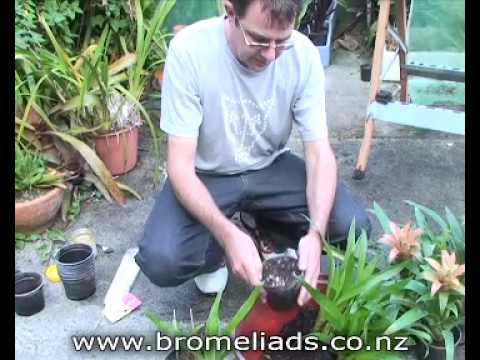 how to transplant bromeliad pups