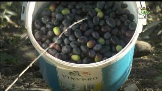 البليدة - فلاحة / مشاريع فلاحية سياحية لتنمية المناطق الريفية.