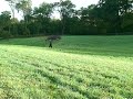 VERMONT FARMER CATCHES BIGFOOT