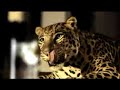 Schweppes gece safarisi Schweppes gece safarisi