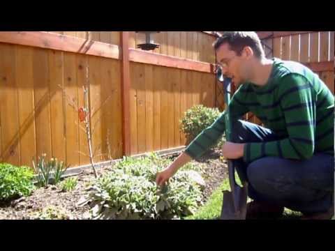 how to transplant lambs ear
