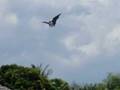 Aswang-Manananggal-M