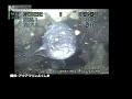 Indonesian coelacanth