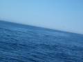 Whale swims under boat