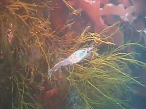 how to harvest krill