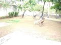 Buldogue Campeiro - Frida II - Treinamento de ataque