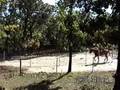 Gus first training lession on Virtical Flexing at the Trot