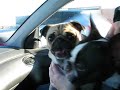 Happy Pug