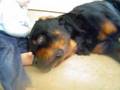 *EDIT: Gibson is gone 1/7-08,cancer took him away from us R.I.P, Love you always my friend* Rottweiler&baby the real side of Rottweilers friendlines #2