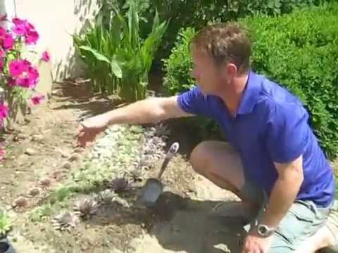 how to plant chicks