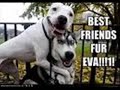 loldogs