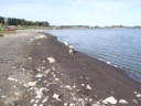 Pothole Sheltie vacation