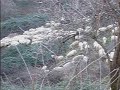 Sheep in a Valley