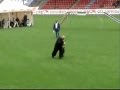 KNPV CHAMPIONSHIPS 2007 *HIGHLIGHTS*