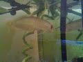 tooommy-wild-arwana.html