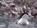 Duck Swim