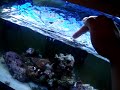 Black Clown fish feeding Time