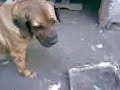 DEDIS Y SOL SOCIABILIZANDOSE