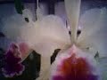 Orquideas do meu pai, essa dá flor quase o ano inteiro