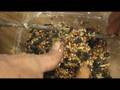 Create a wreath that attracts birds