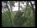 Great Blue Heron working on nest Great Blue Heron working on nest