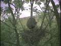 Great Blue Heron working on nest