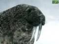Animal Face-Off: Polar Bear vs. Walrus