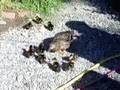 Ducklings-and-cat