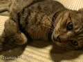 可愛い？ツネオ君 「ツネオテレビ」