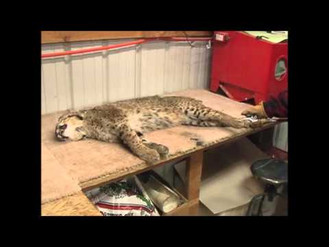 how to properly skin a bobcat