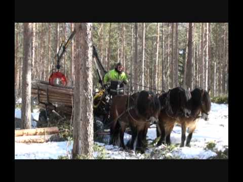 how to hitch a horse to a cart