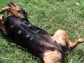 Big D Getting some Sleep  Rottweiler  passed out..lol