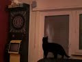 Wie kommt die Lara auf den Dart Automat?