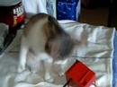 ネコにテルミン