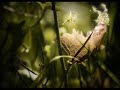 Re: Kay`ce Fairy House For Sophia (Mugglesam)