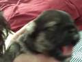 Puppies, 13 days old, Puppy #5 opens eyes 1st