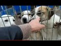 Barınakta Sahibini Bekleyen Köpekler Ve Ekmeği Çok Seven Özgür Kuşlar