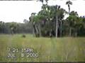 Skunk Ape