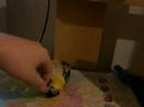 Gr�nz�gel als k�nguruh