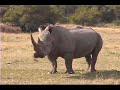 Graham Jones Safaris Graham Jones Safaris