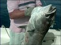 pesca alla ricciola
