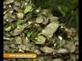videos de Sinharaja Rainforest & bodinagla sri lanka