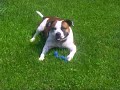 Indy aan het spelen in tuin