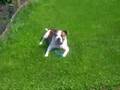 Indy aan het spelen in tuin